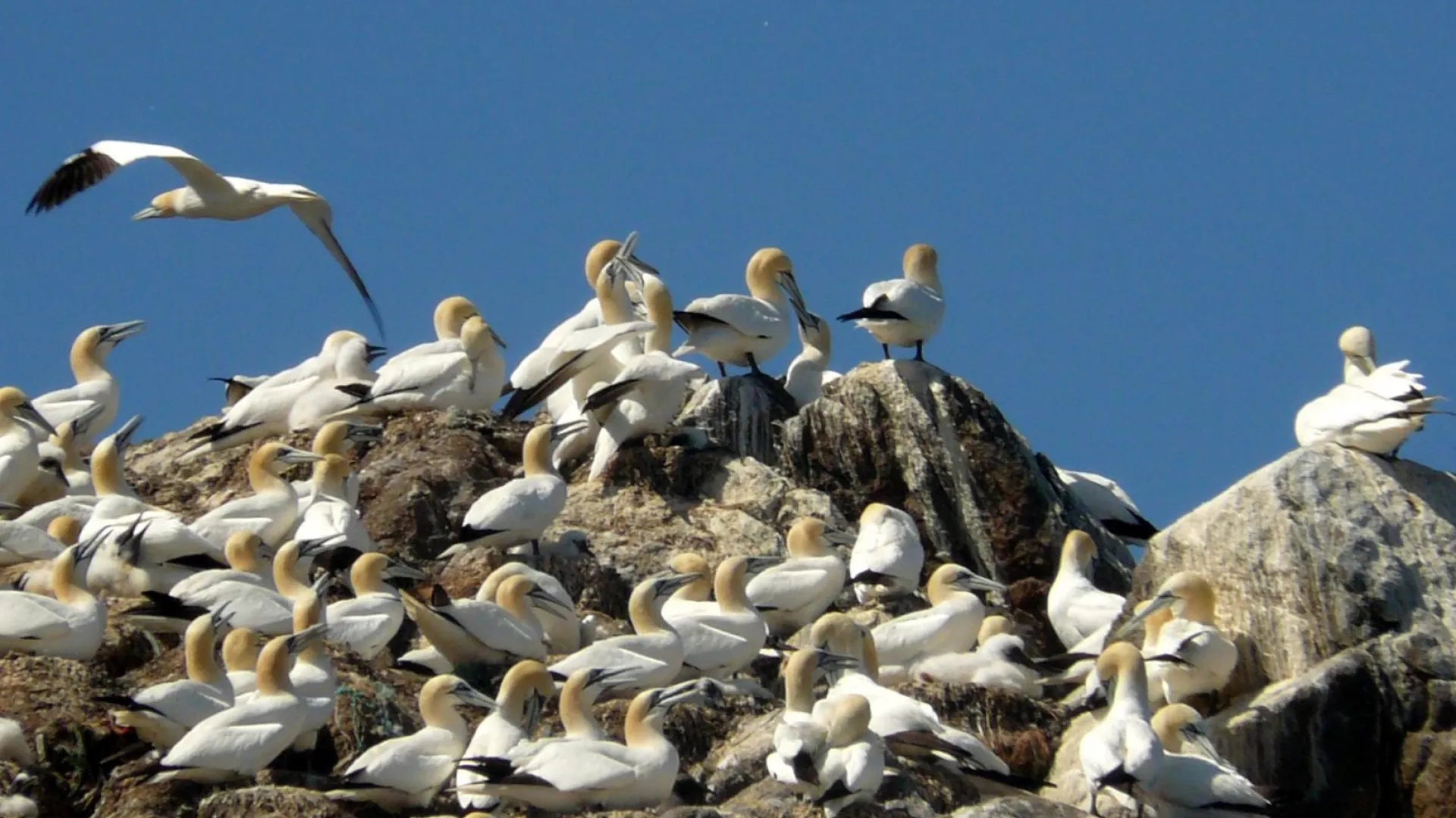 Photo oiseaux marins nicheurs