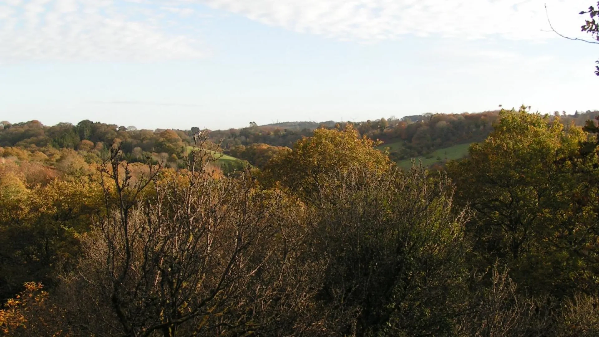 Photo bocage dense