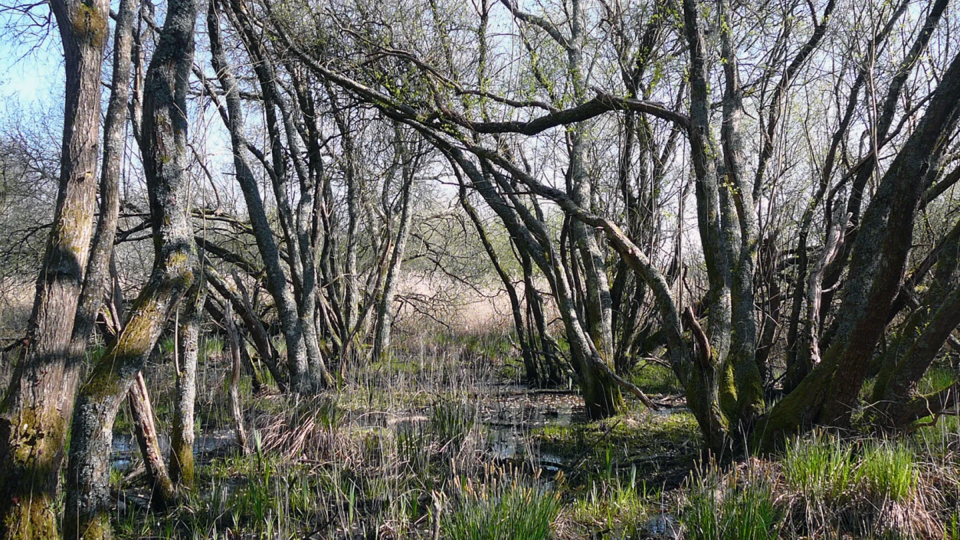 Photo Marais arrière-dunaire à Pénestin