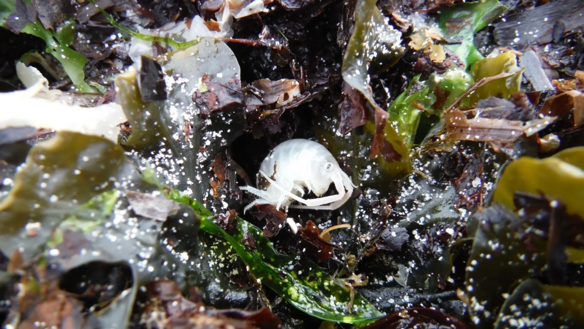 Photo Puce de mer dans les algues