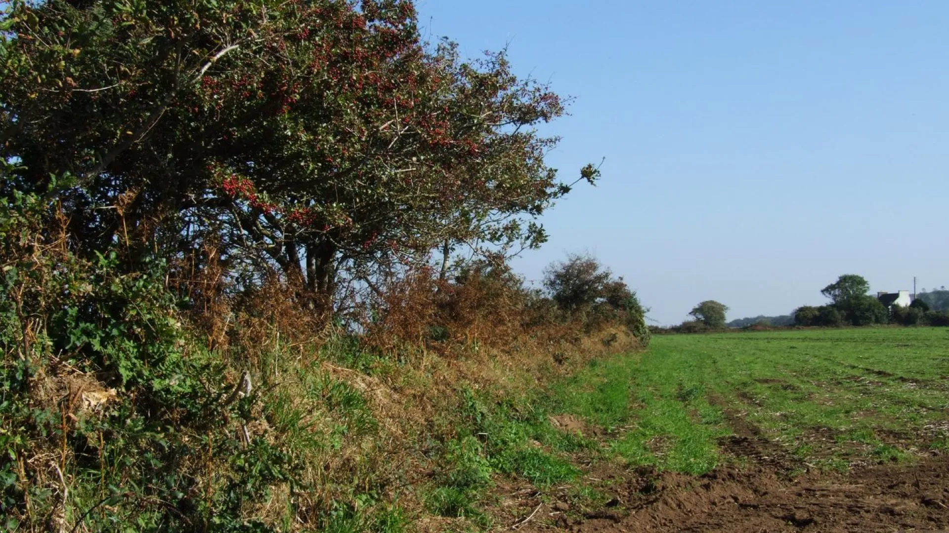 Photo bocage et talus