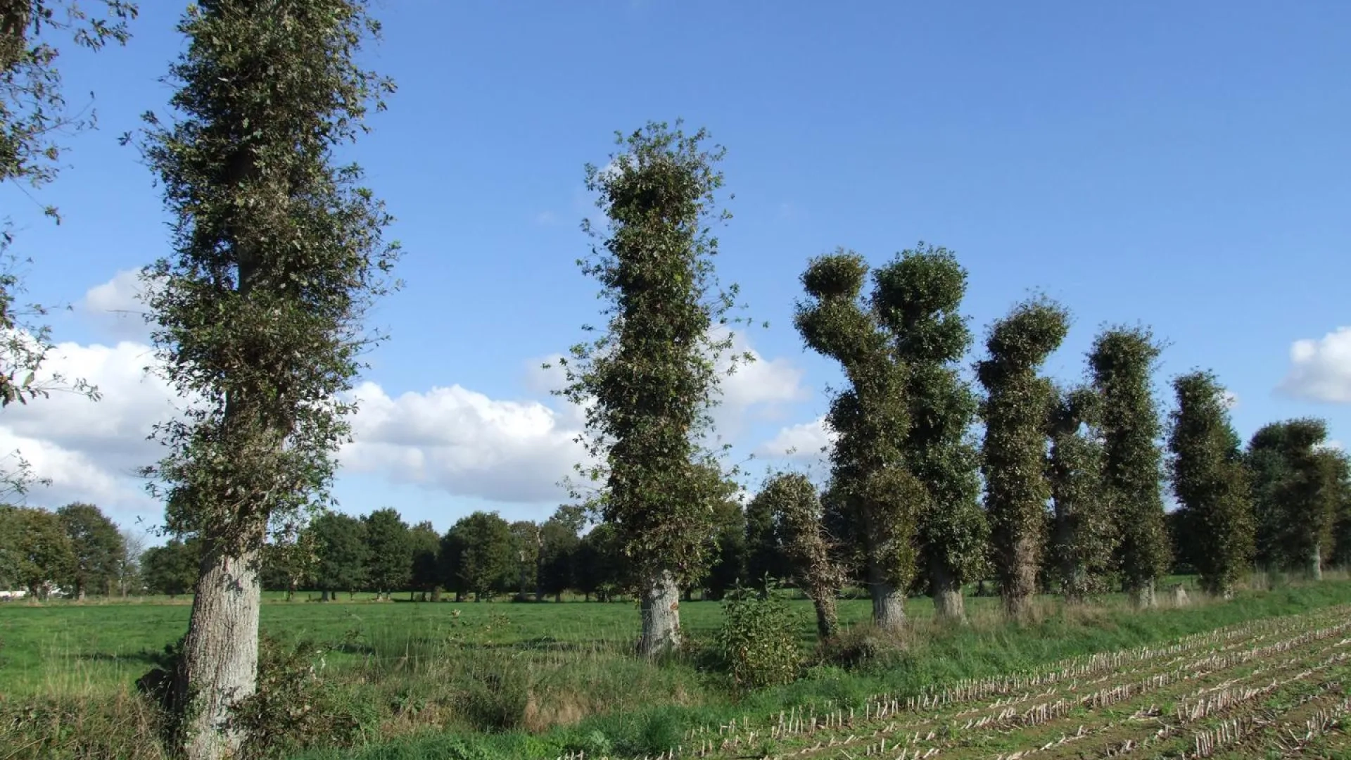 Photo Paysage cultivé à ragosses