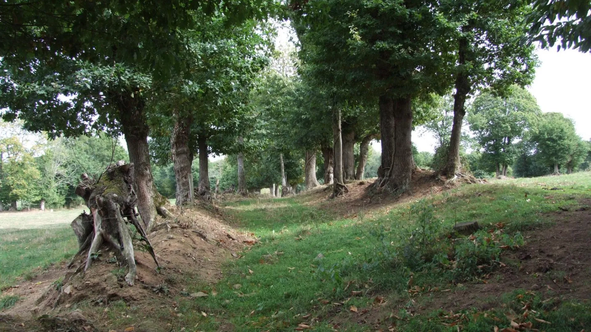 Photo Paysage de bocage dense sur colline