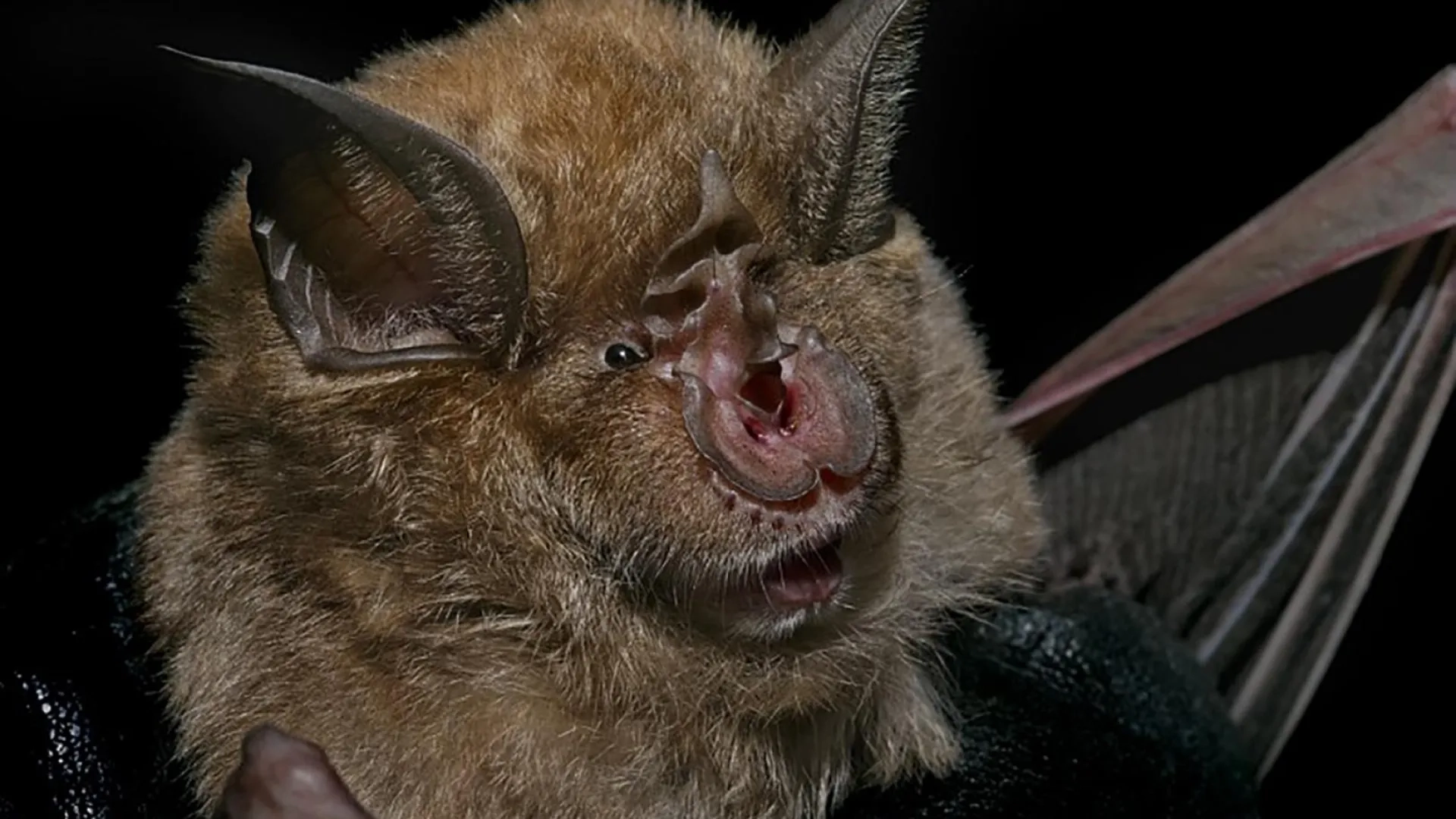 Photo grand rhinolophe