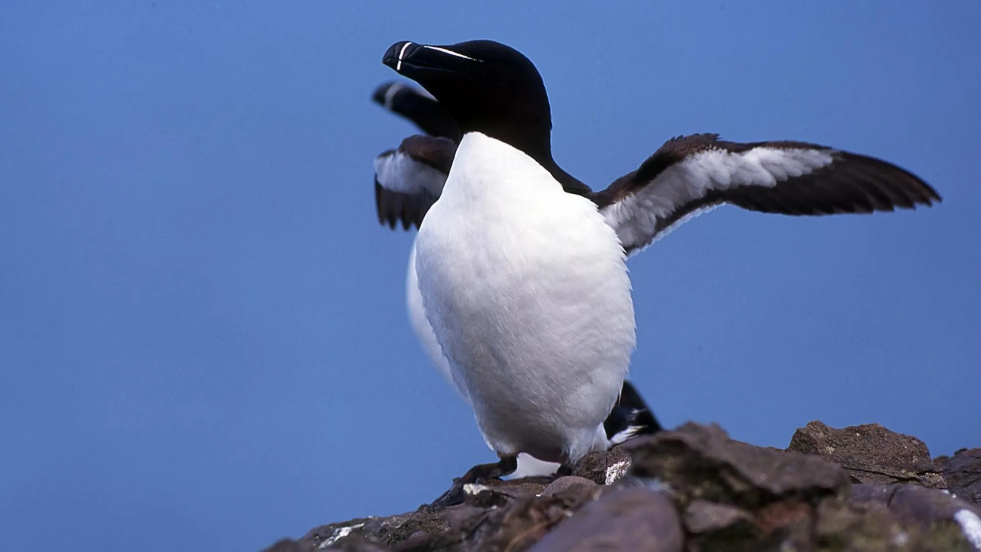 Photo pingouin Torda