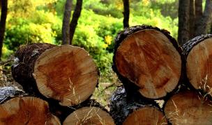 Photo Coupe de bois bûche