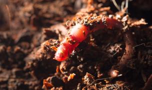 photo de ver de terre sortant du sol