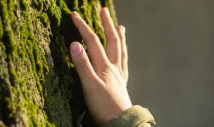 Photo main sur arbre