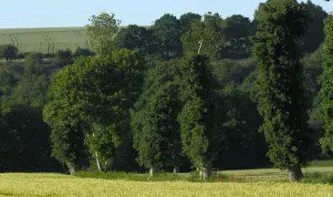 Photo Haie bocagère