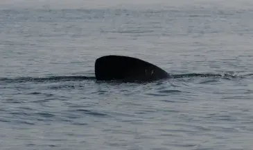 photo d'aileron de requin pèlerin