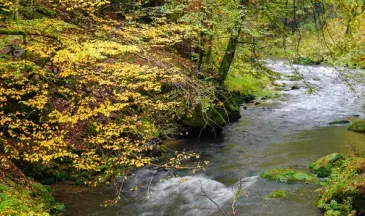 photo de Rivière forestière