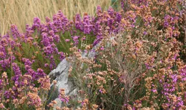 Bruyères sur les landes de la réserve naturelle du Cragou