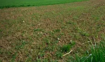 Bande enherbée en bordure d'un champ