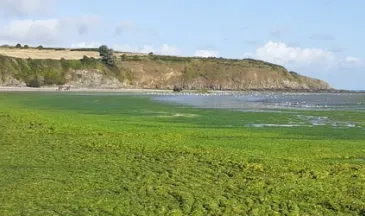 Marée verte à la plage de Bon Abri