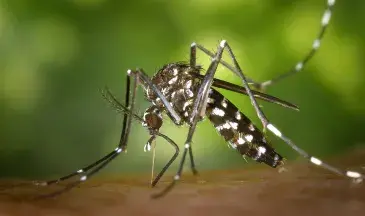 Moustique tigre (Aedes albopictus)