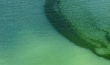 photo de Rideau d'algues vertes dans les eaux littorales, en baie de Douarnenez