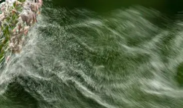 Photo de Pollen de graminée