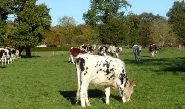 Photo Troupeau de vaches dans le bocage breton