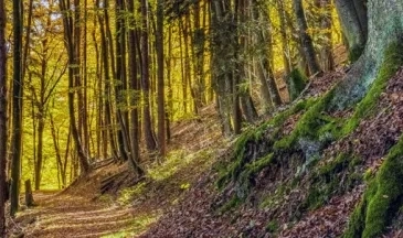 Chemin forestier