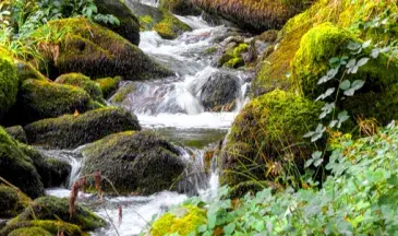 Cours d'eau forestier