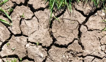 sol fissuré par la sécheresse