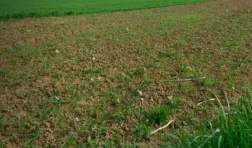 Bande enherbée en bordure d'un champ