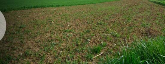 Bande enherbée en bordure d'un champ