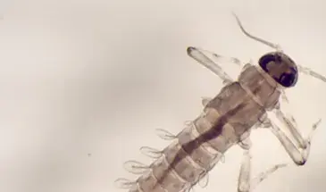 photo insecte de la famille des baetidae (Ordre des Ephéméroptère)