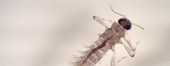 photo insecte de la famille des baetidae (Ordre des Ephéméroptère)