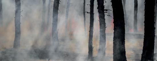 Silhouettes d'arbres après un feu de forêt