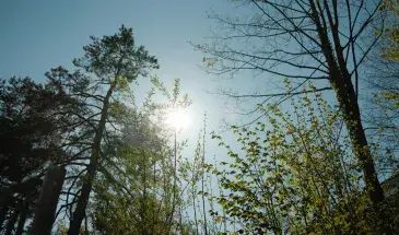 Soleil et ciel bleu avec des arbres