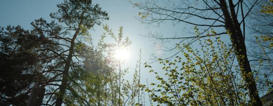 Soleil et ciel bleu avec des arbres