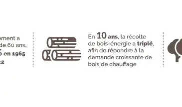 Ressource forestière en Bretagne : boisement et récolte