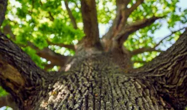 arbre écorce bois