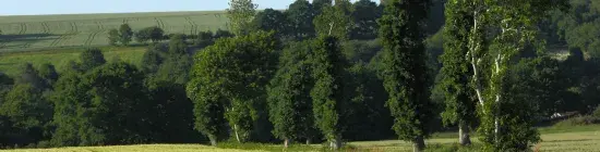 Photo Haie bocagère
