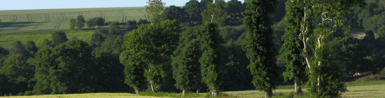 Photo Haie bocagère