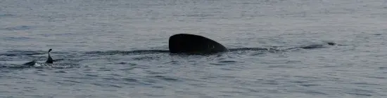 photo d'aileron de requin pèlerin