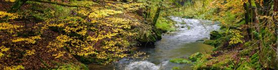 photo de Rivière forestière