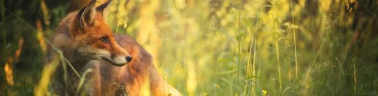 photo Renard roux