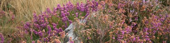 Bruyères sur les landes de la réserve naturelle du Cragou