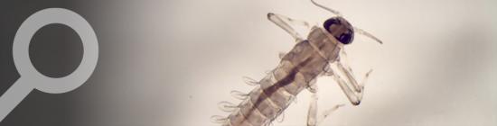 Une espèce d'insecte de la famille des baetidae (Ordre des Ephéméroptère), particulièrement sensibles aux pesticides en rivières