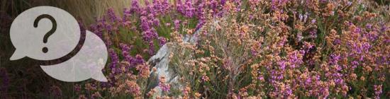 Bruyères sur les landes de la réserve naturelle du Cragou