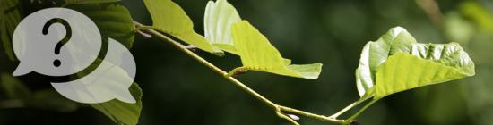 Photo feuilles