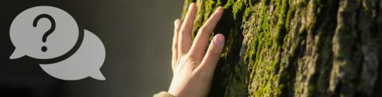 Photo main sur arbre