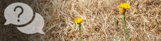 Photo Herbe sèche