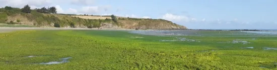Marée verte à la plage de Bon Abri