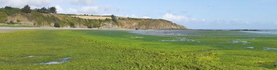 Marée verte à la plage de Bon Abri