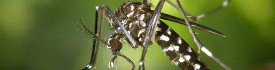 Moustique tigre (Aedes albopictus)