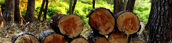 Photo Coupe de bois bûche