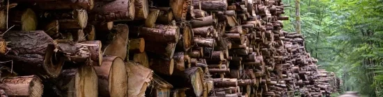 Exploitation de bois forestier